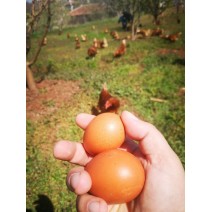 DOĞA ANA, Doğal Köy Yumurtası (Gezen Tavuk, Horozlu) 30’lu