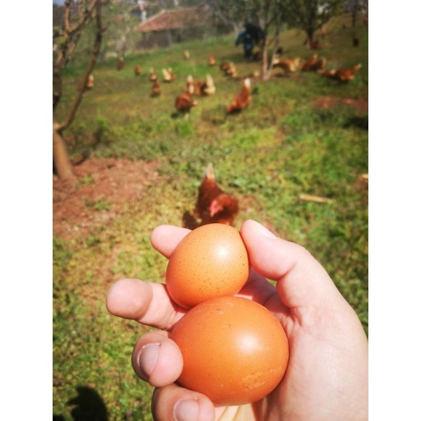 DOĞA ANA, Doğal Köy Yumurtası (Gezen Tavuk, Horozlu) 30’lu